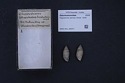 Naturalis Biodiversity Center - RMNH.MOL.266471 - Plagiodontes dentata (Wood, 1828) - Odontostomidae - Mollusc shell.jpeg