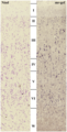 Neocórtex visual capas