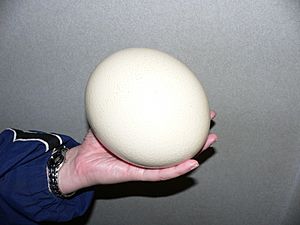 Archivo:Ostrich egg