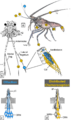 P argus Quimioreceptor