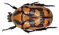 Pachnoda interrupta (Olivier, 1789) (3290252611)