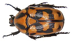 Pachnoda interrupta (Olivier, 1789) (3290252611).jpg
