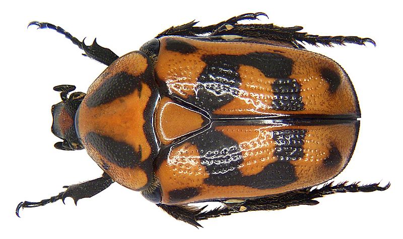 Pachnoda interrupta (Olivier, 1789) (3290252611)