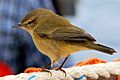 Phylloscopus collybita (taxobox)