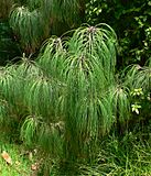 Pinus pseudostrobus var apulcensis 2.jpg