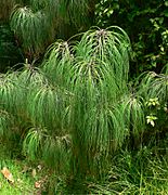 Pinus pseudostrobus var apulcensis 2