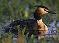 Podiceps cristatus-Cropped