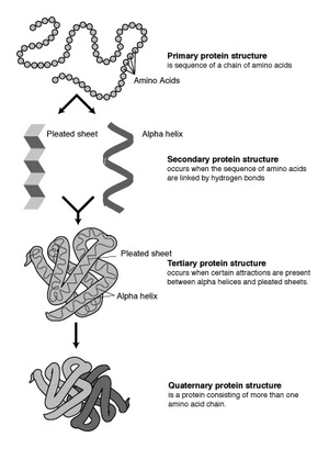 Archivo:Protein-structure