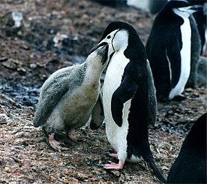 Archivo:Pygoscelis antarctica feeding a chick
