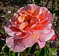 Rosa Mari Dot 1