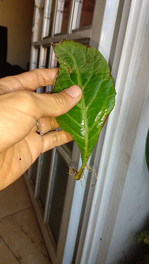 Archivo:Salvia Divinorum rooted leaf