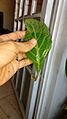 Salvia Divinorum rooted leaf