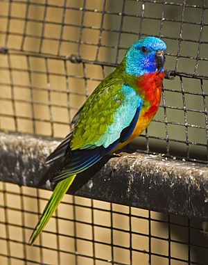 Archivo:Scarlet-chested Parrot (Neophema splendida) at the Wagga Zoo