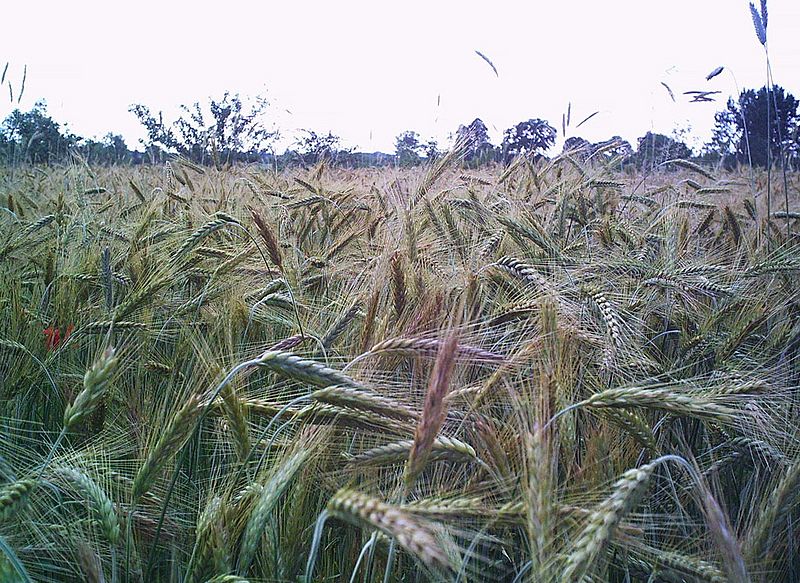 Secale cereale