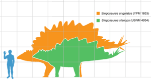 Archivo:Stegosaurus armatus scale
