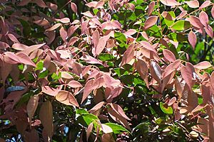 Archivo:Syzygium luehmannii new growth