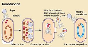 Archivo:Transduccion bacteriana