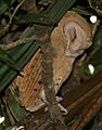 Tyto soumagnei 6733815