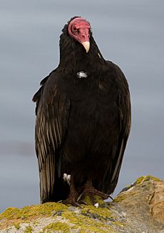 Archivo:Urubu a tete rouge - Turkey Vulture