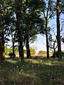 Vegetación de ribera del río Valtodano (Langa)