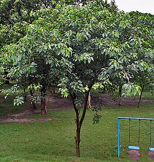 Archivo:Young Tree I IMG 9790