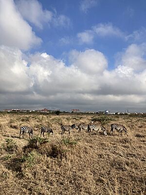 Archivo:Zebras in Nairobi National Park, Kenya