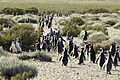 149 - Cap Virgenes - Manchot de Magellan - Janvier 2010