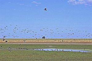 Archivo:24-Progreso-SantaFe-Charca con aves