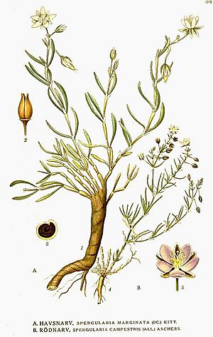 Archivo:349 Spergularia campestris, Spergularia marginata