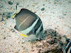 Archivo:Acanthurus guttatus