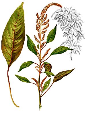 Archivo:Amaranthus cruentus Blanco2.430-cropped