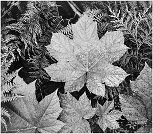Archivo:Ansel Adams - National Archives 79-AA-E23 levels adj