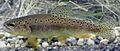 Apache trout (Oncorhynchus apache) (12435087154)
