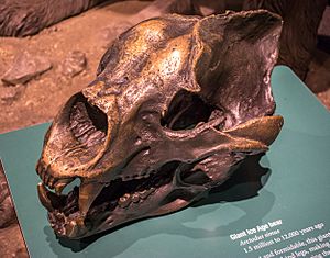 Archivo:Arctodus simus skull Cleveland