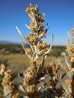 Archivo:Artemisia cana (5018427122)
