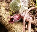 Asarum europaeum flower 050403