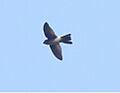 AustralianSwiftlet