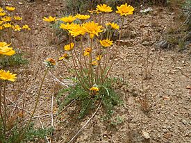 Balsamorhiza hookeri (23223471710).jpg