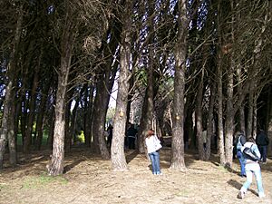Archivo:Bosque energetico de miramar