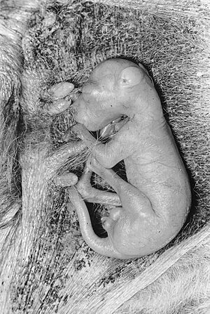 Archivo:CSIRO ScienceImage 2059 A Fiftydayold Kangaroo in Pouch