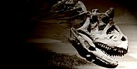 Archivo:Carnotaurus cabeza