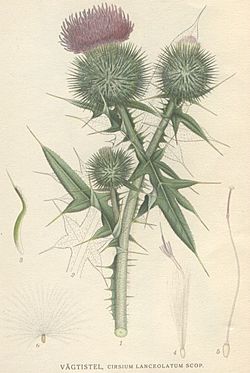 Cirsium lanceolatum.jpg