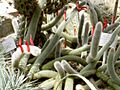 Cleistocactus vulpis-cauda
