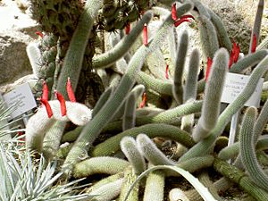 Archivo:Cleistocactus vulpis-cauda