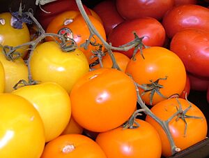 Archivo:Colorful Red and Yellow Tomatoes 2816px