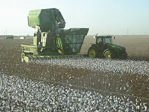 Archivo:Cotton harvest kv02