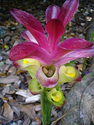 Archivo:Curcuma zedoaria (Scott Zona) 001