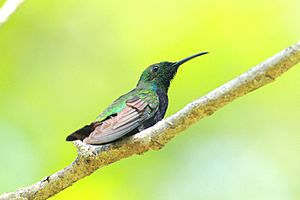 DR Hispaniolan Emerald2.jpg