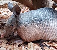 Archivo:Dasypus novemcinctus en Zoológico de Paraguaná