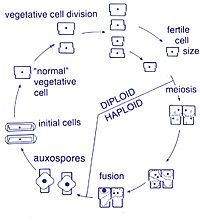 Archivo:Diatom pennate life cycle